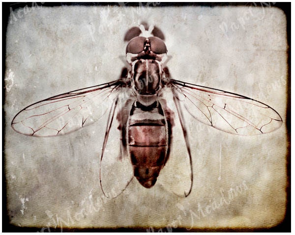 Steampunk Photo Download, Bee, Wasp Fly, Photography, Digital Collage, 8x10, Browns, Earth tones, Rustic, Textured Photo - PaperMeadows