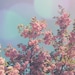 Vintage Cherry Blossoms in Spring Summer Shabby Chic Fine Art Photography - 8 x 12