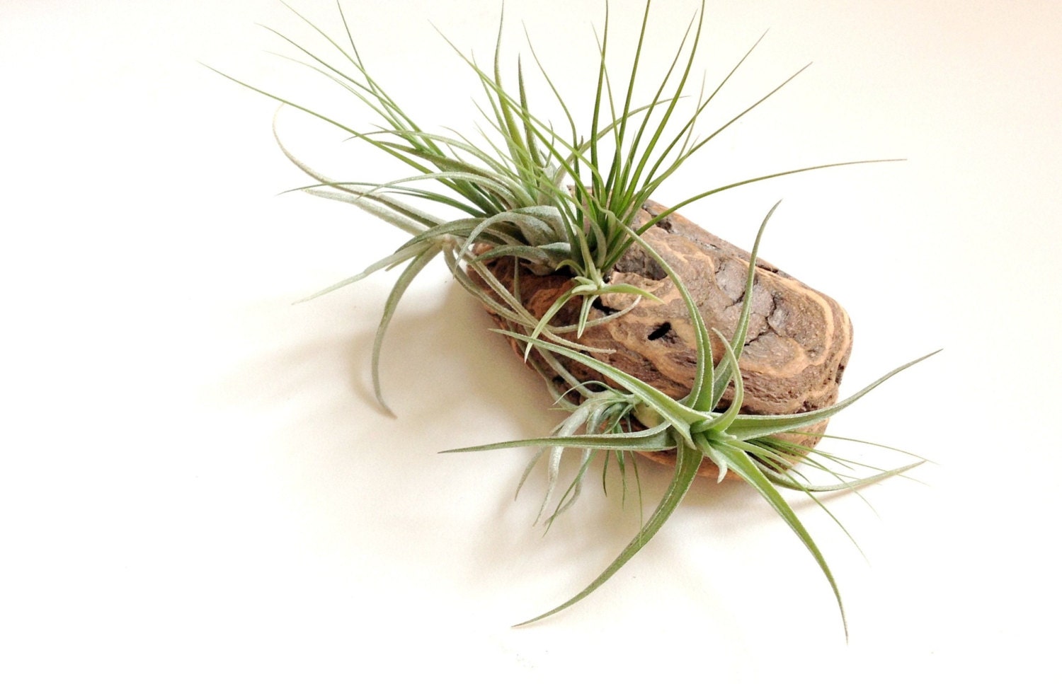 Air Plants on Driftwood: Mounted Tillandsias on Tabletop Garden