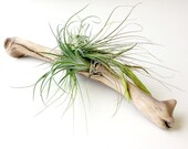 Air Plants on Driftwood: Mounted Tillandsias on Tabletop Garden