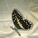 Real Butterfly Wing Pendant  - Citrus Swallowtail (Papilio demodocus - Africa) - Hand Soldered - Great Spring Time Gift