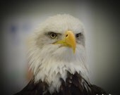 Bald Eagle Photograph Man Cave Art, Nature Photography, Animal Photography, Birds of Prey, 11x14