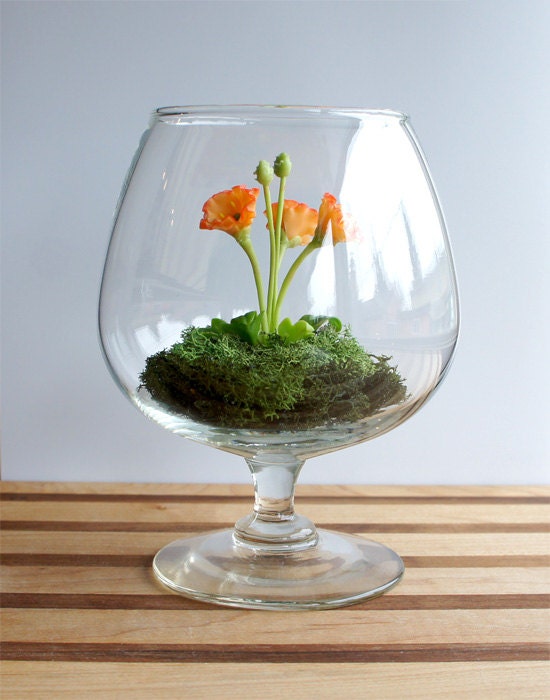 Tiny Orange Poppy Woodland Terrarium in Brandy Glass