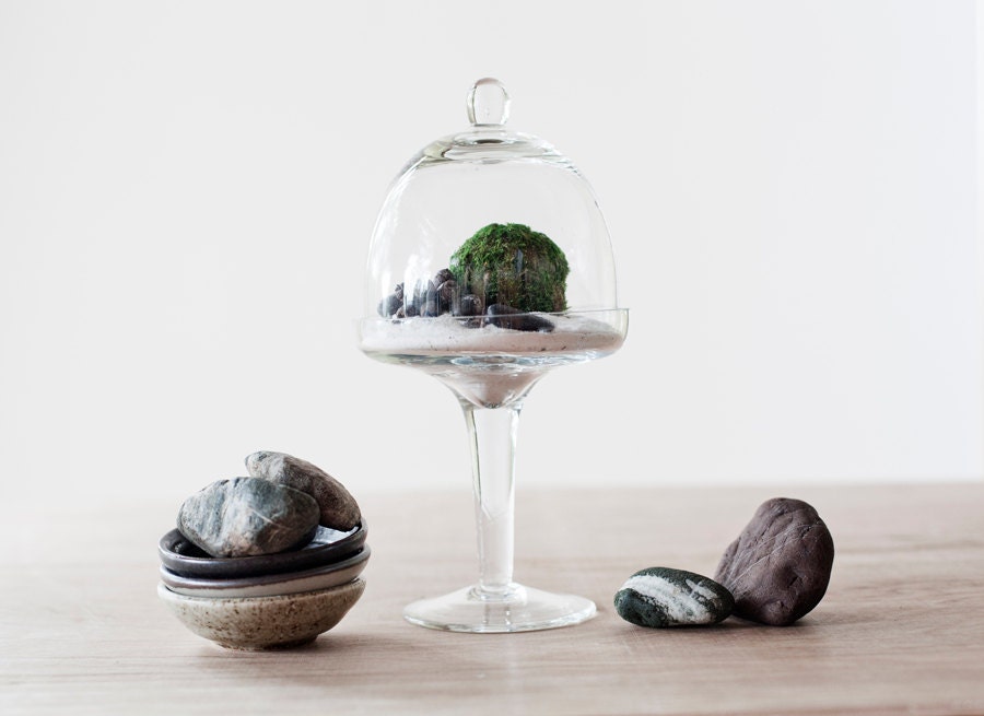 Icing on the Cupcake Bell Jar Glass Terrarium Kit- Small