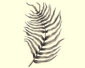 Fern Blechnum Orientale Print Illustration Pencil Drawing Woodland Home Decor Forest Wall Art Handmade Black Gray Ocher