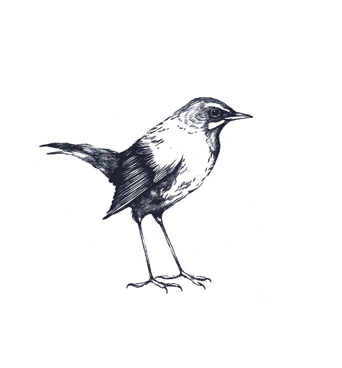 The Siberian Rubythroat Bird Ink Illustration Drawing Print Birdie Blue Gray Feather Nature Home Decor Woodland Luscinia Calliope - BarbaraSzepesiSzucs