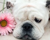 Close-up Portrait of a sweet English Bulldog with a pink daisy - Fine Art Dog Photography - Piper Stone the One-eyed Painting Bulldog - 5x7