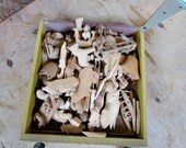 Wooded Curiosities Instant Collection