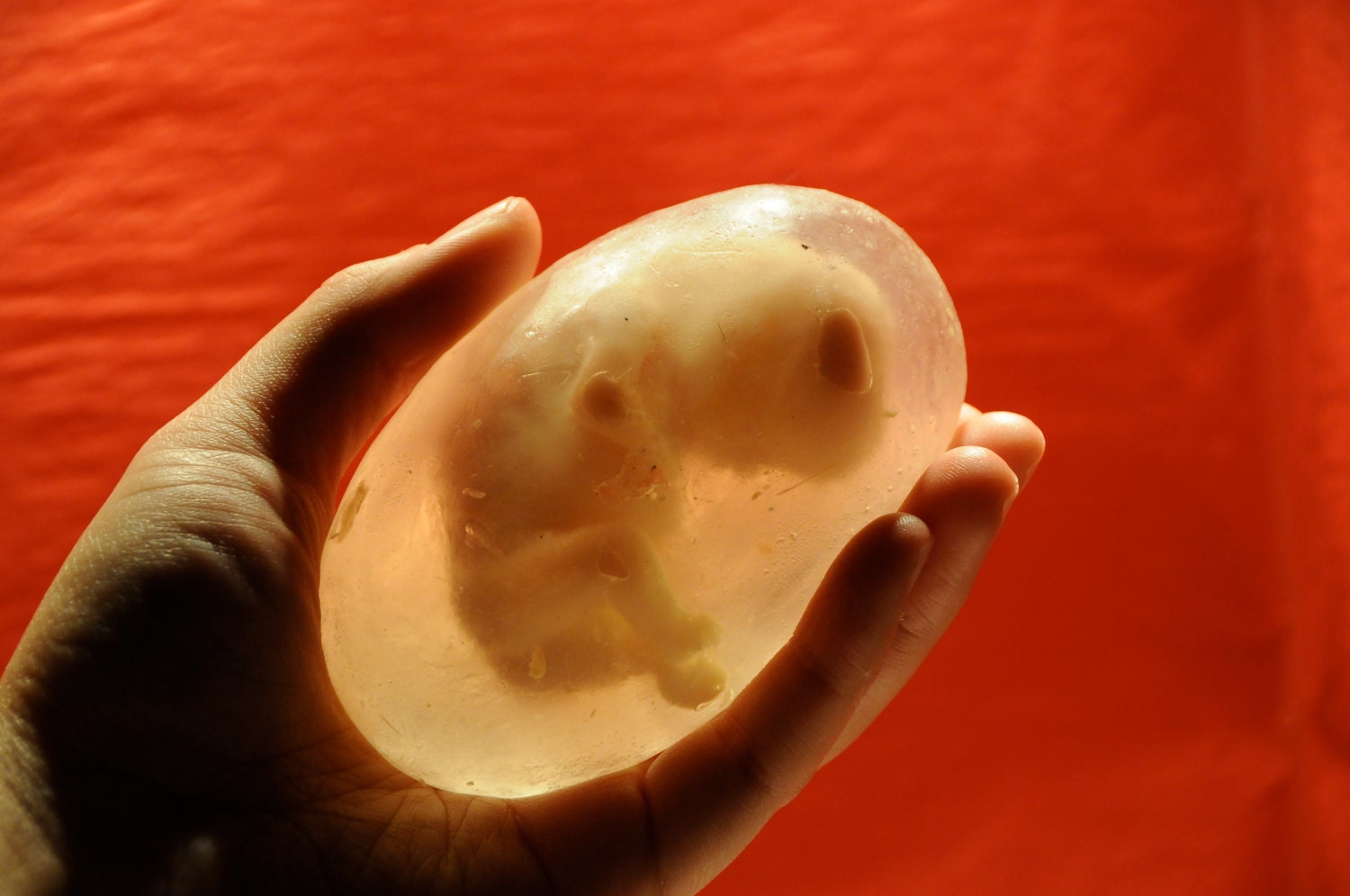 Fetus Soap