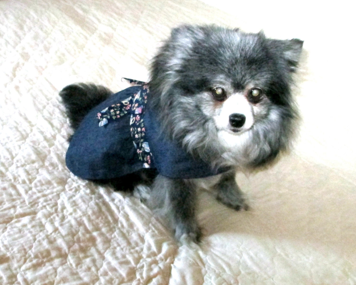 Small Dog's Clothes - Made to Order Indigo Stretch Denim Dress w/Teacup Trim and Satin Roses