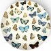 Butterflies II - on 10 inch Melamine Plate