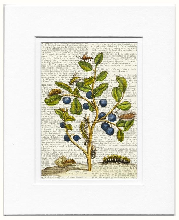 Blueberries -1600's botanical artwork - reproduced on 10 inch Melamine Plate
