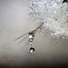 Dandelion Seeds Water Drops Silver Gray Fine Detail Home Decor Fine Art "Dewdrops" 8x12
