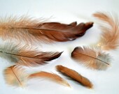Feathers Red Value Bag Assorted
