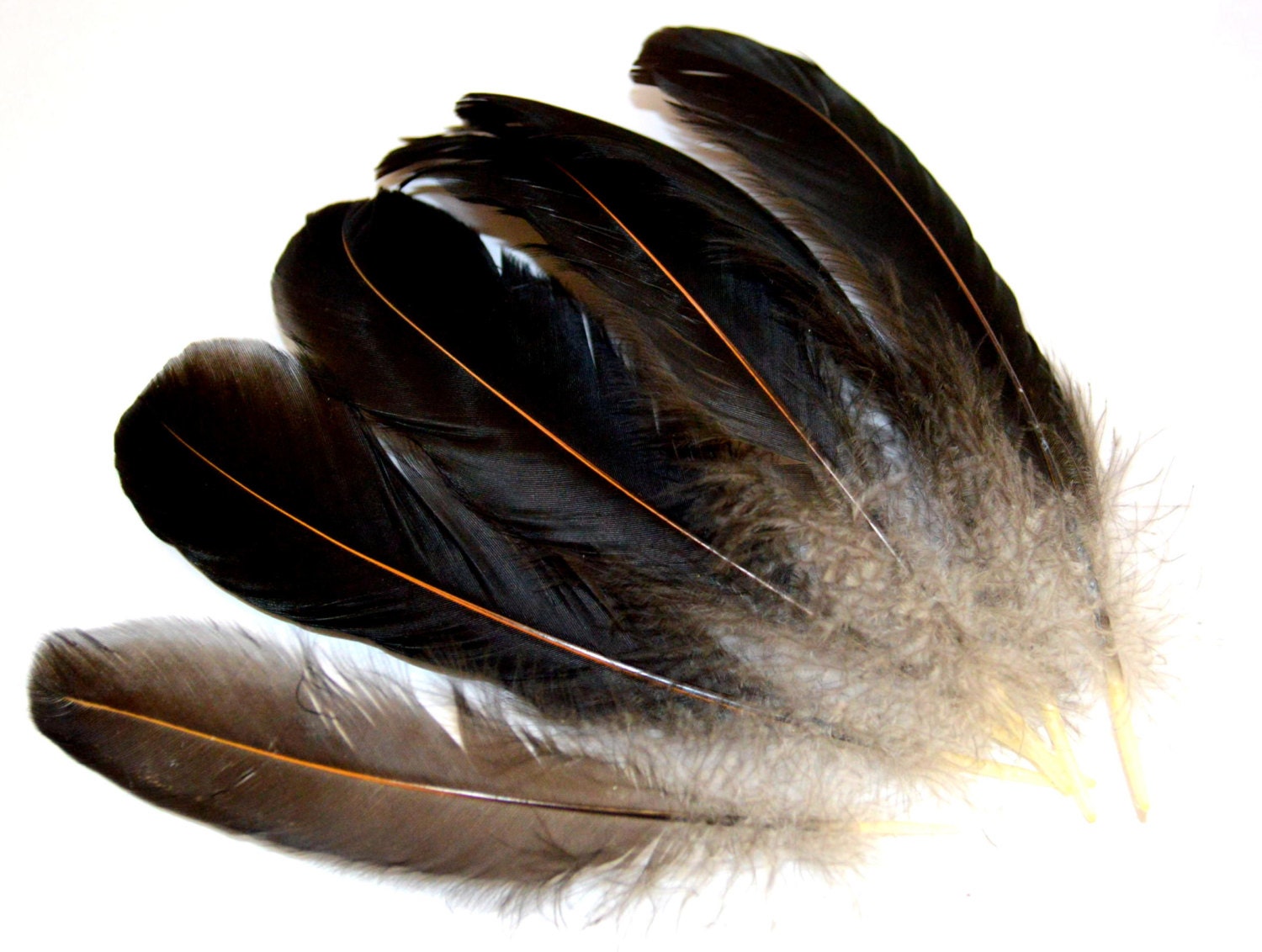 Feathers Deep Black with gold rib Large