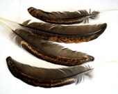 Feathers Thin Medium Gold Black Speckled 40