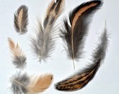 Feathers Bargain Bag Black and Gold