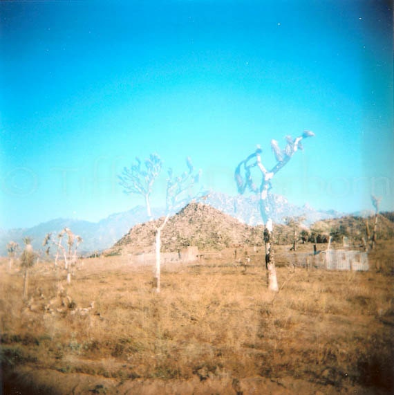 Hickory Wind - joshua trees - Holga multiple exposure - desert - Pioneertown California - 5x5 square color matte print