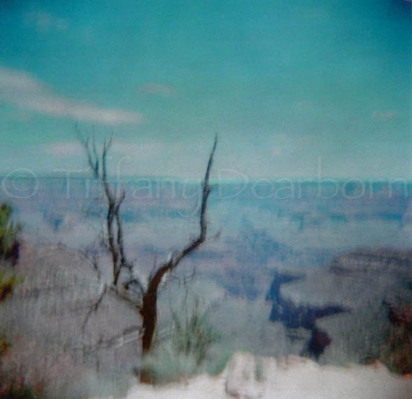 Vintage Grand Canyon with Tree - Arizona - retro - Holga - medium format - 5x5 square color matte print