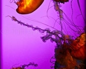 Psychedelic Jellies - Gatlinburg, Tennessee - Ripley's Aquarium - 8x10 color matte print