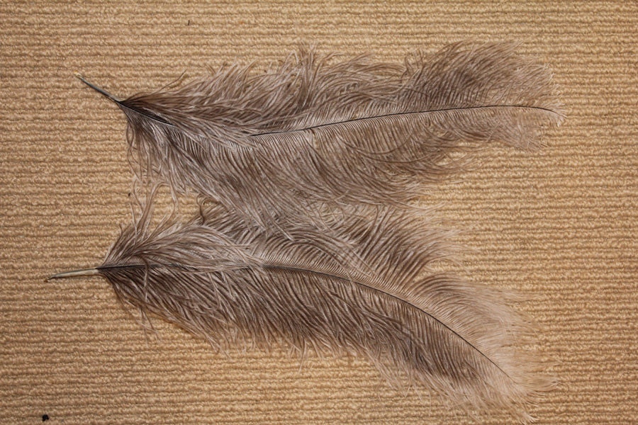 silver/grey fine ostrich feathers