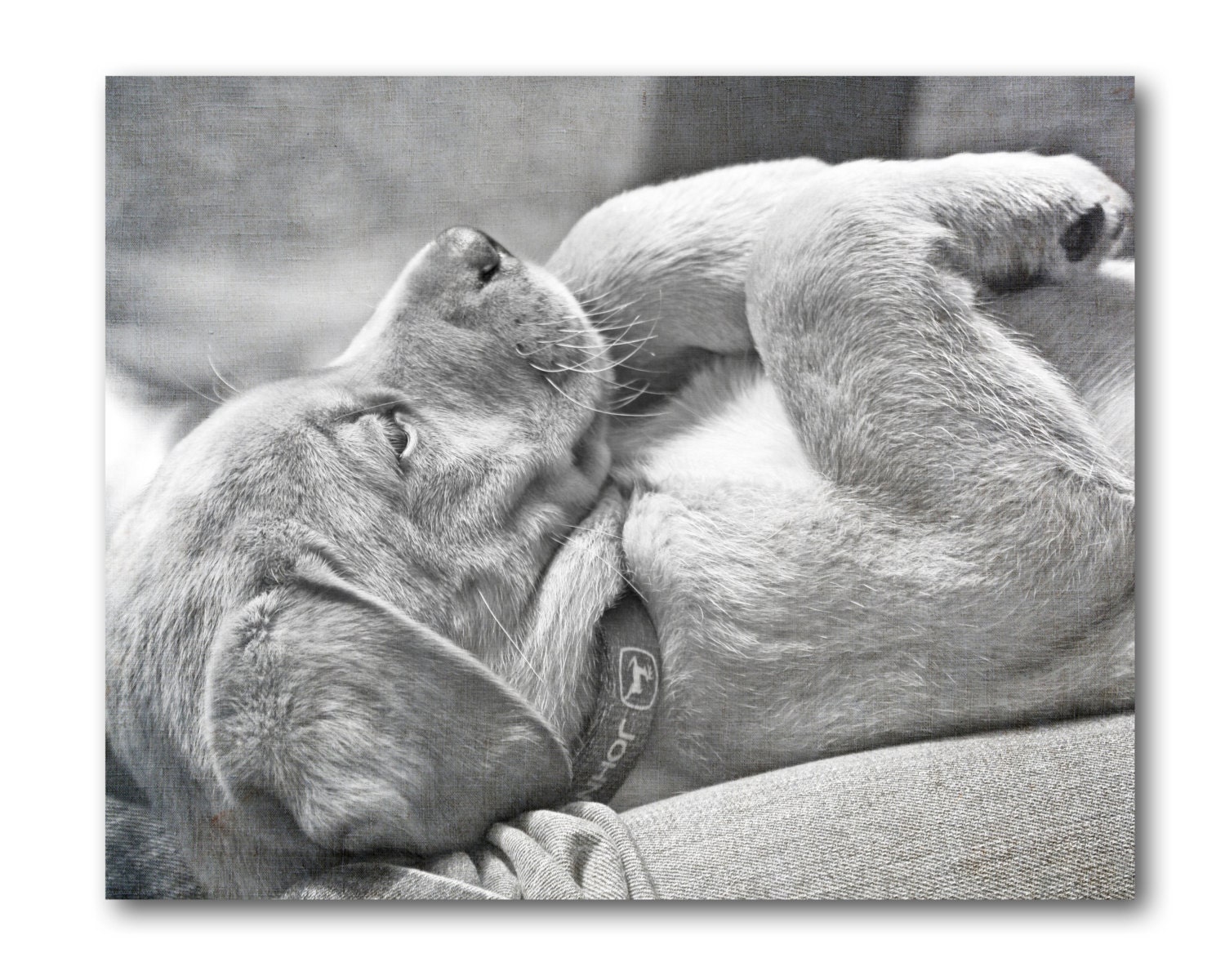 PUPPY LOVE Animal Photography, Nursery, Kids, Black and White