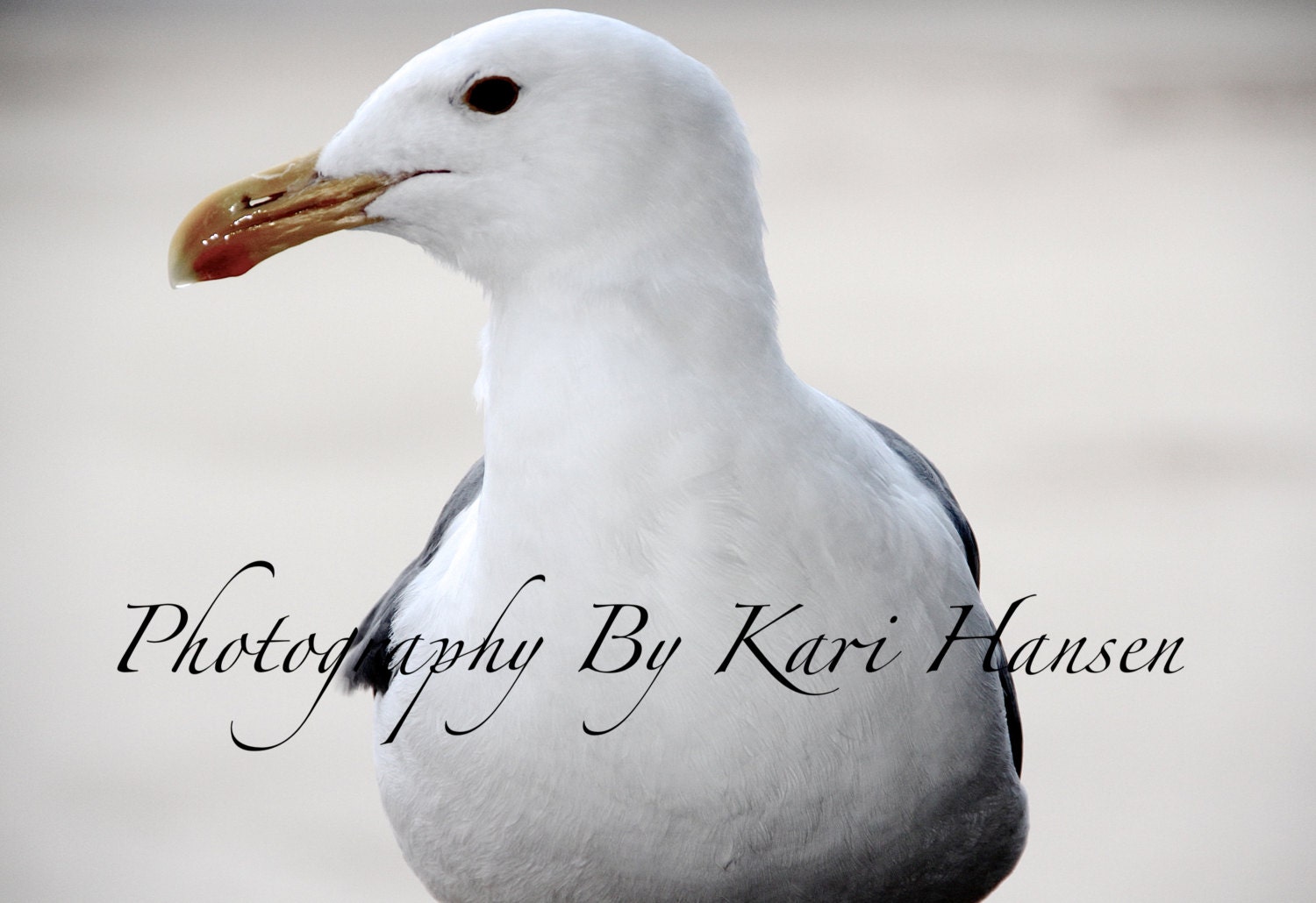 Coastal Beach House Seagull Cottage Chic Wall Art Fine Art Photography