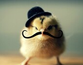 Greeting Card Set Chick in Bowler Hat Mustache Folded Photo Note Cards With Envelopes (4)
