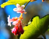Pink Flower and Green Leaves Under the Sunlight  and the Blue Sky, Nature Photography, Floral, Spring, Wall Art, 8x10