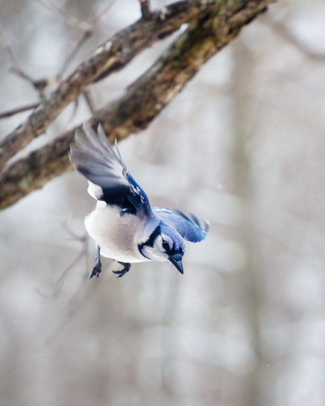 Blue Jay: The Art of Staying Aloft No 29  (Cyanocitta cristata)