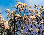 Spring Imbolc VIDEO Tarot  Reading