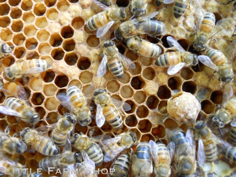 Striped Honeybees on Comb with Queen Bee Cell 8x10 Photo Print