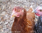 Two Hens in the Red and Brown Autumn Leaves Photo Print 8x10"