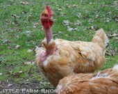 Naked Neck Turken Chicken Hen in the Farm Field Pasture Photo