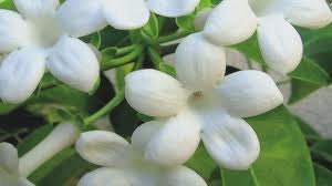 1/2oz Natural Jasmine Perfume Oil, Jasmine Fragrance Oil, Jasmine Scent