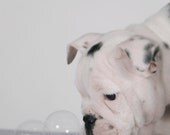 Bulldog, english bulldog, dog, bubbles, animals, pets, fine art photography, home decor, dog lover