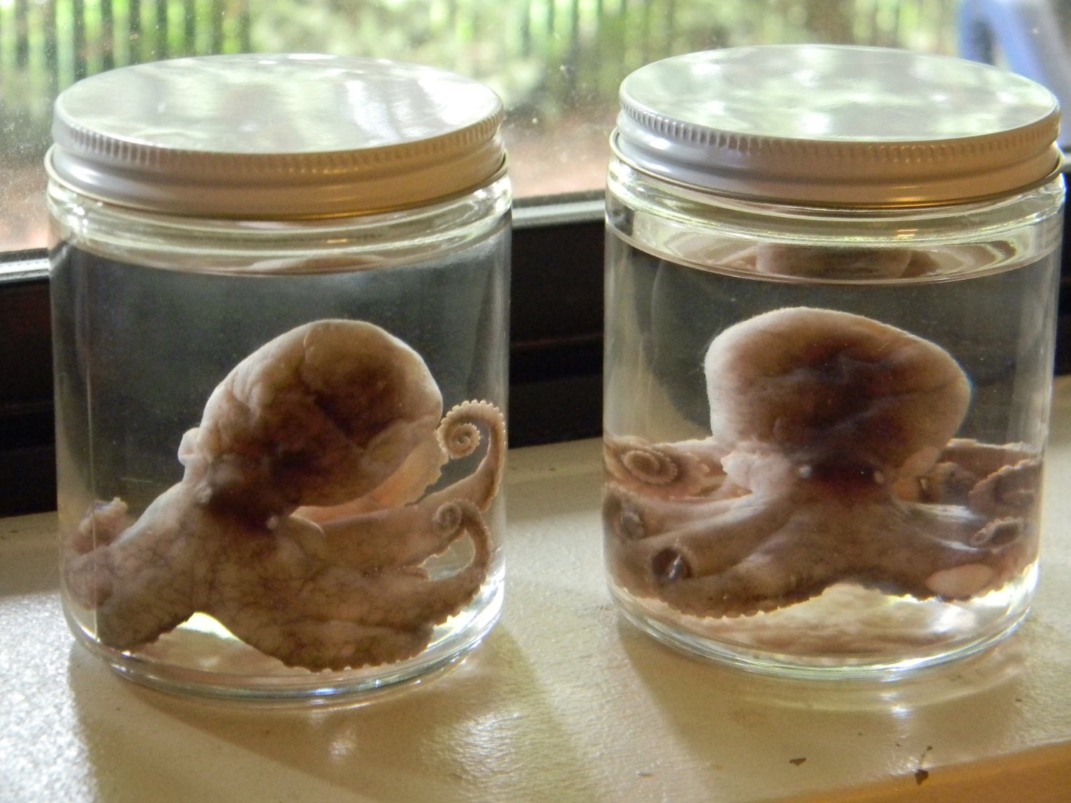 Real preserved baby octopus in wet specimen jar oddities obscura