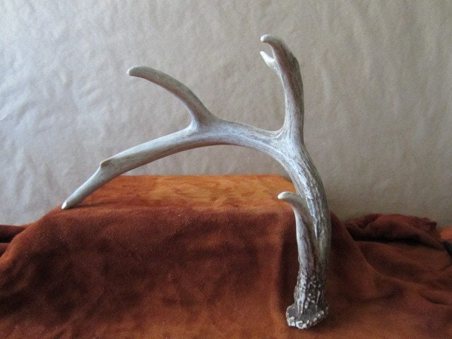 Natural Shed Shed Deer Antlers Taxidermy Antlers Antler Sheds Vintage Antlers Folk Art Home Decor Wall Antlers