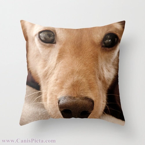 Dachshund, Dog Photograph 16" x 16" Throw Pillow Cover - Photography, Doxie, Dach, Doxies, Weiner, Sausage, Whimsical, Puppy, Bright, Home