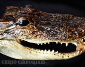 Taxidermy Alligator Head- GRADE A .STEAMPUNK CRAFT