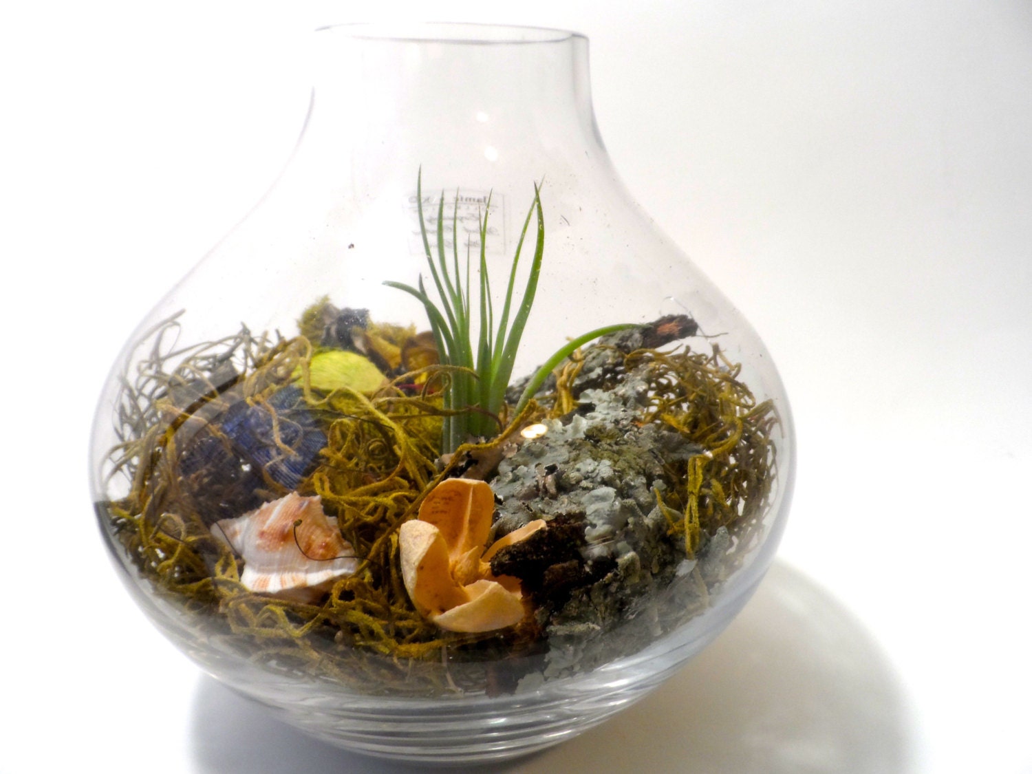 Spring is here, moss and air-plant terrarium, home decor, zen - EclecticZen