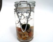 Live marimo moss ball in small canning jar terrarium SALE