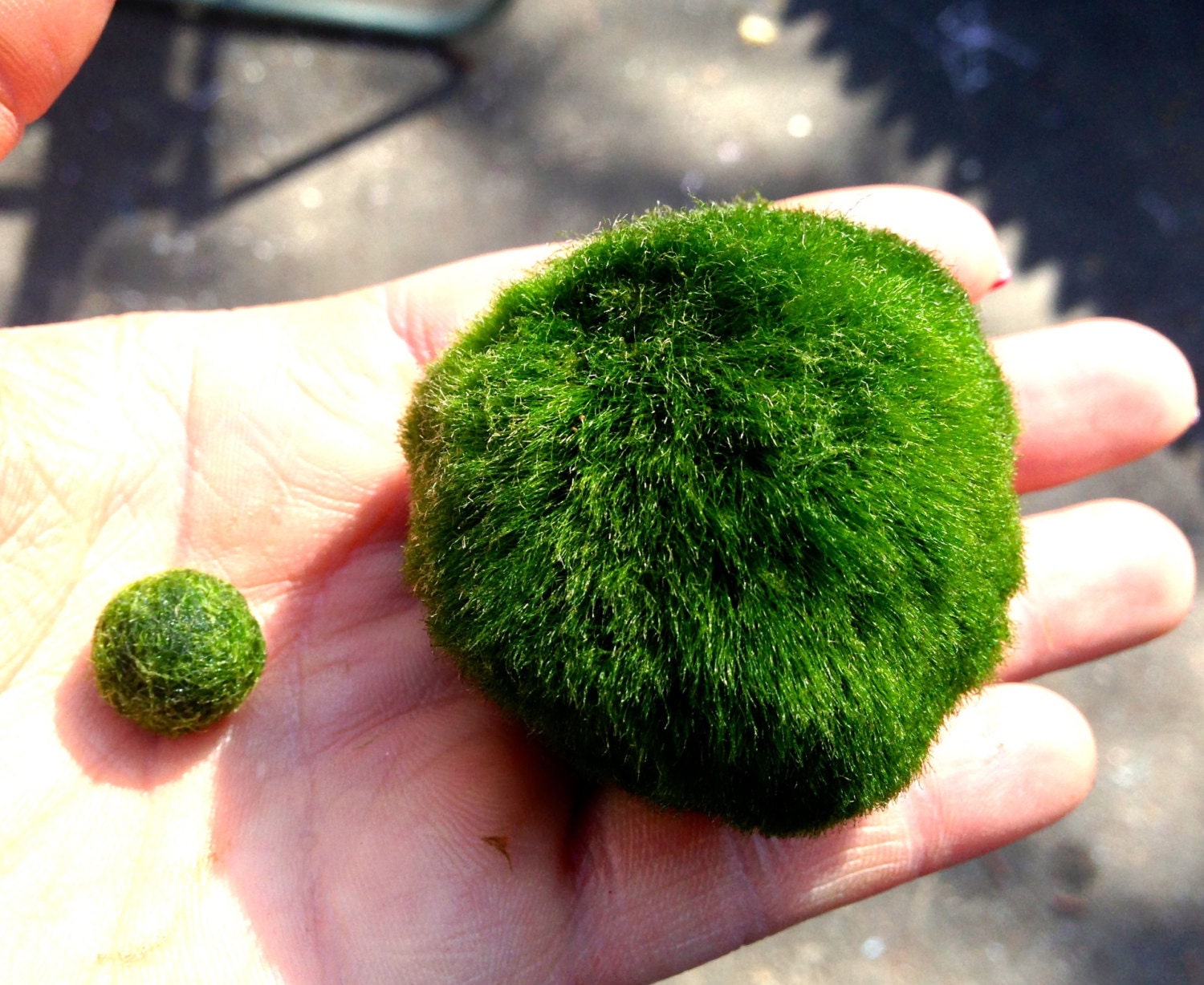 Giant living Japanese Marimo moss ball for terrariums, aqua gardens