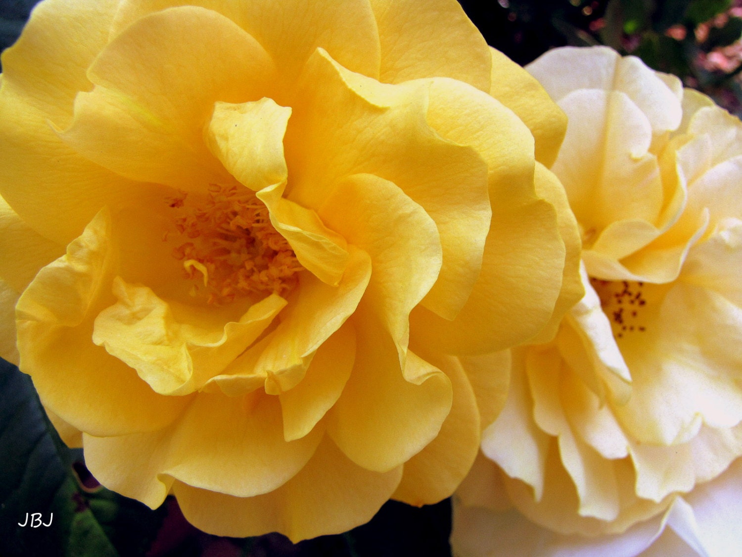 Nature Photography, Yellow Rose bloom, 8 x 10 Art Print, Wall Decor, Home Decor
