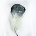 Watercolor painting of feather. Art original. Vanilla and black feather on watercolor. Small watercolor 7,5 by 11 onches