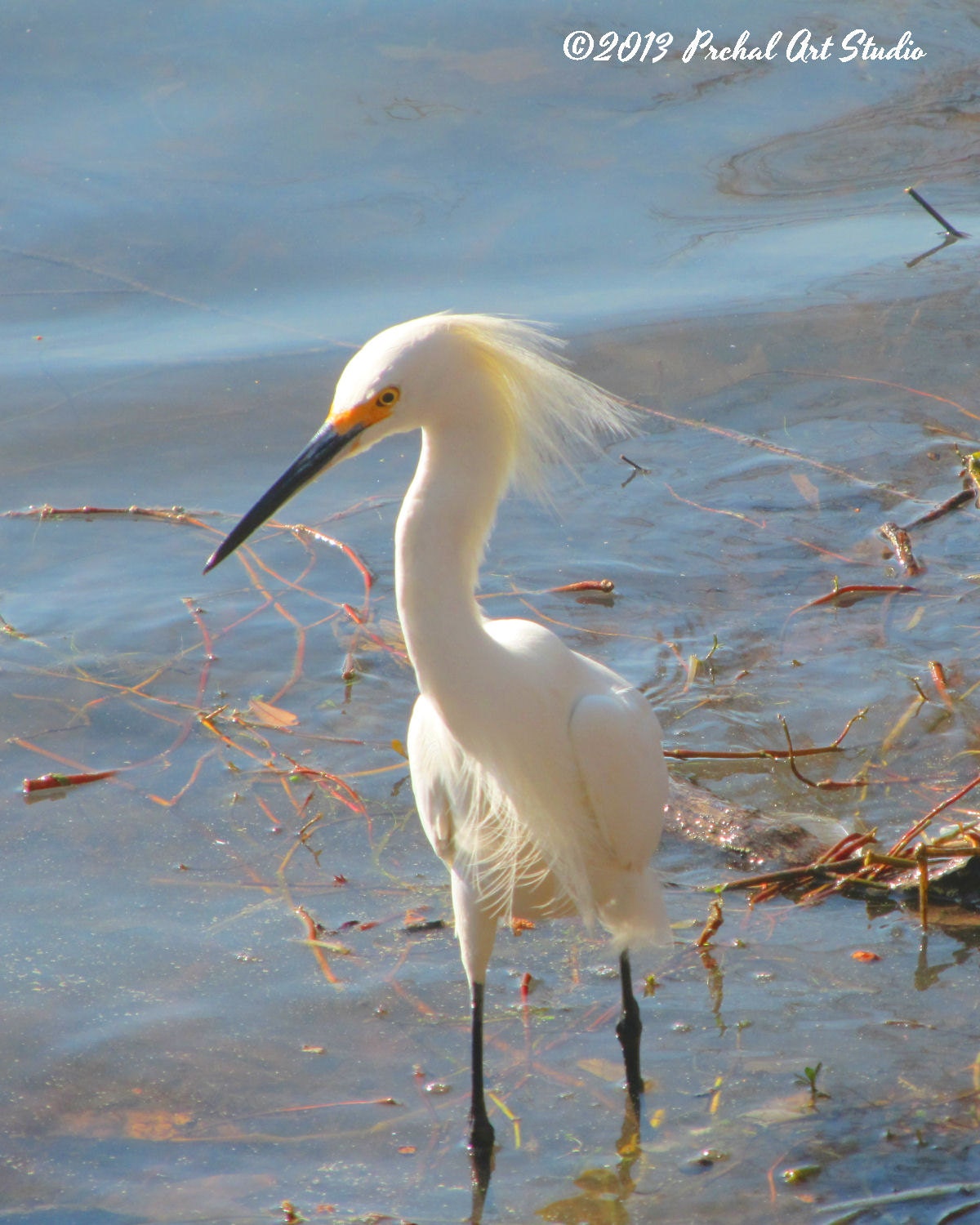 Wading Egret Photo, Bird Photography, Nature Photography, 8x10 Print by Nacene Prchal