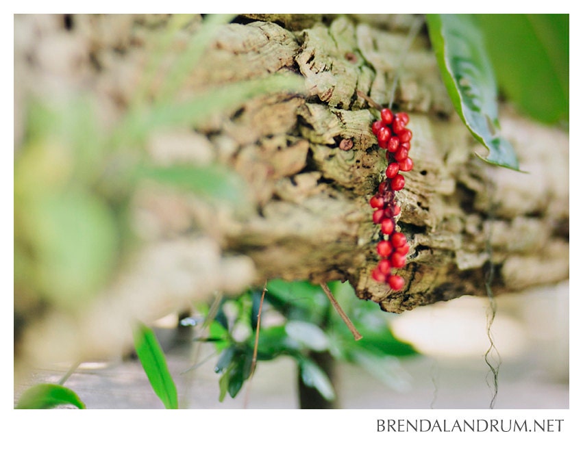 Delicate Red Berries Draped Over a Tree Branch -- Fine Art Print, 5x7 Mounted Metallic Print, Home Decor, Red and Green