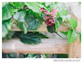 Pink Flowers Hanging Over a Wood Fence -- Floral Photography, Fine Art Print, 5x7 Mounted Metallic Print, Home Decor, Pink and Green