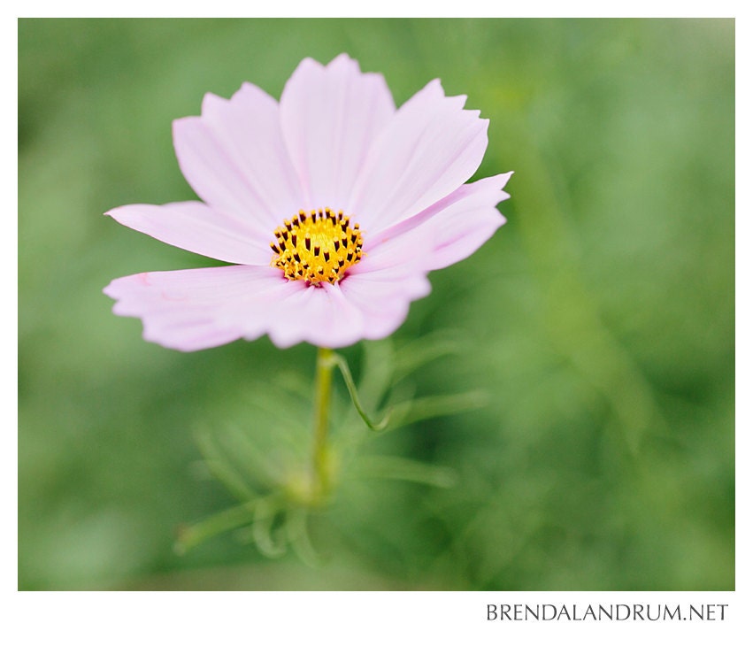Delicate Purple Flower -- Floral Photography, Fine Art, 8x10 Lustre Print, Home Decor, Nursery Decor, Light Purple & Green