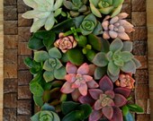 Vertical Living Succulent Wall Hanging or Table Top in Dark TileFrame Great Father's Day Gift